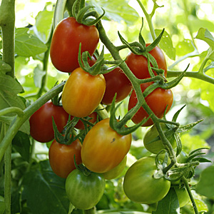 Paste Tomatoes on Vine